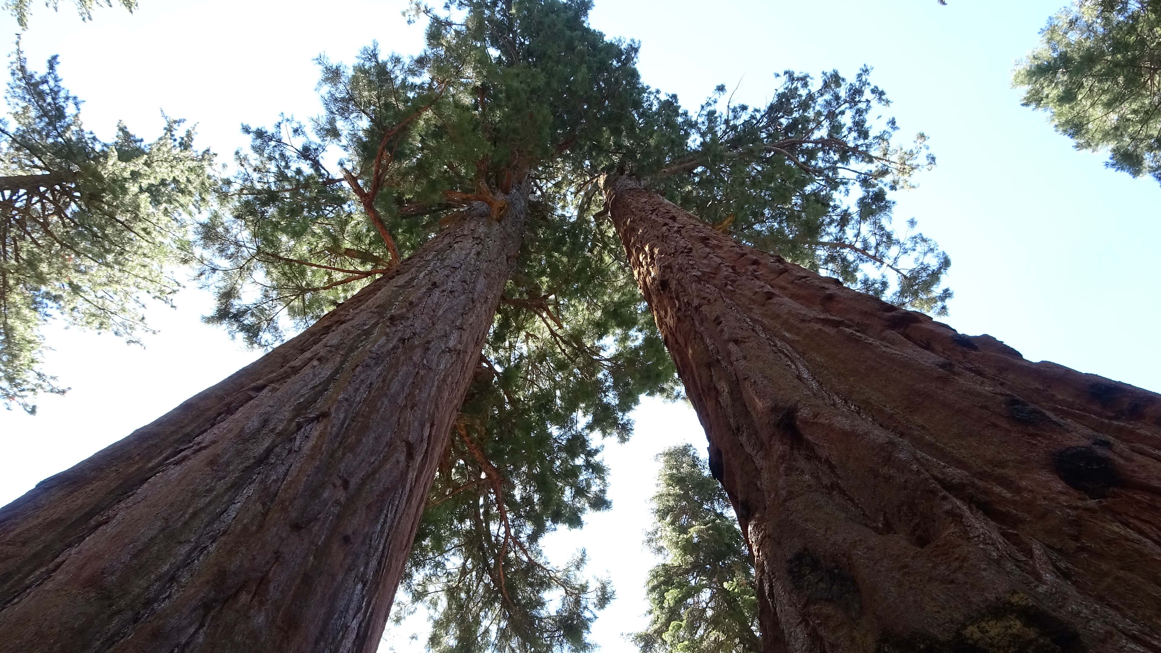 Far West - Sequoia